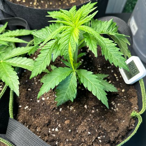 Special Queen #1 growlog timeline photo