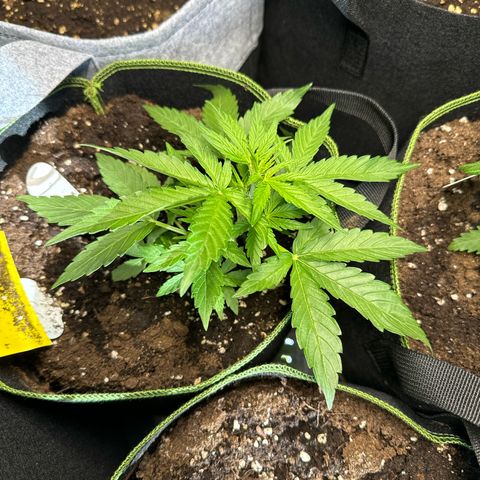 MilkyWayF1 growlog timeline photo