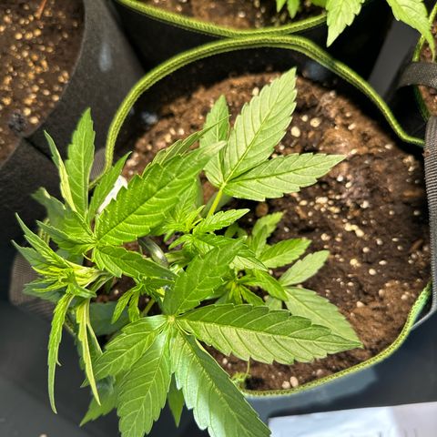 Milkyway F1 #2 growlog timeline photo