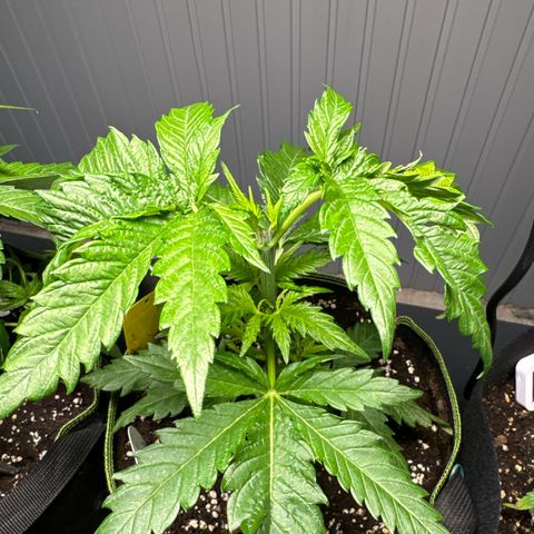 Special Queen #1 growlog timeline photo