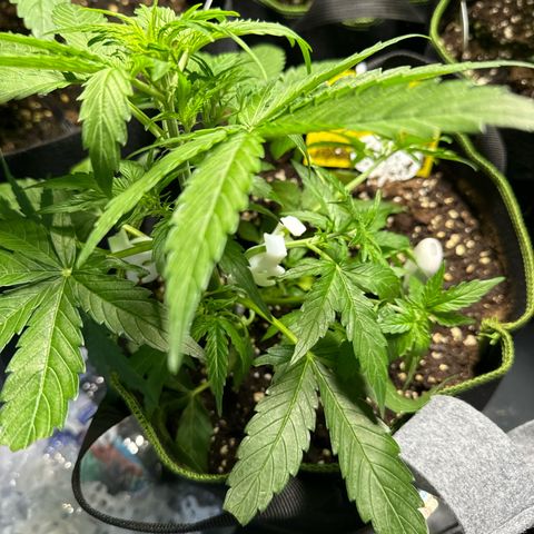 MilkyWayF1 growlog timeline photo