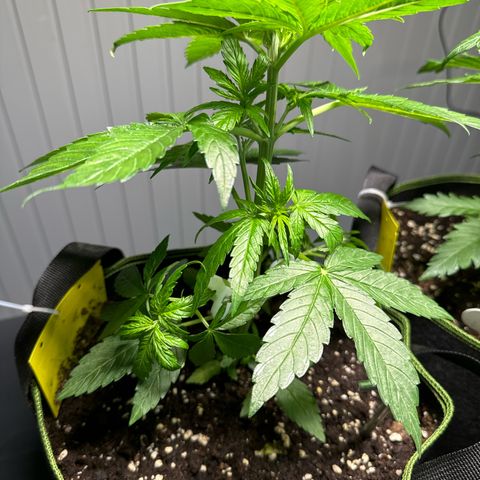 Milkyway F1 #2 growlog timeline photo