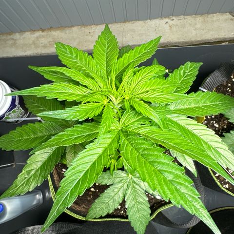 Milkyway F1 #2 growlog timeline photo
