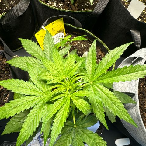 MilkyWayF1 growlog timeline photo