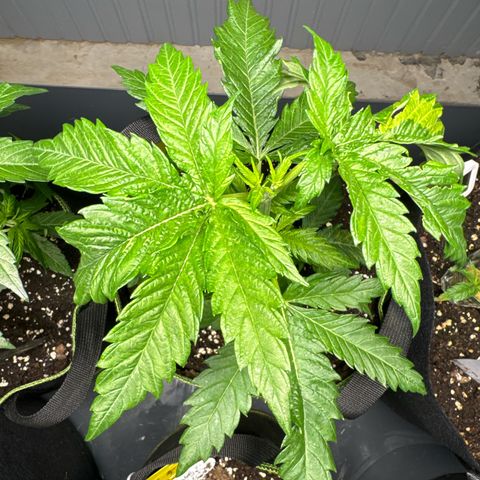 Special Queen #1 growlog timeline photo