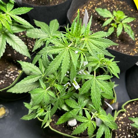 MilkyWayF1 growlog timeline photo