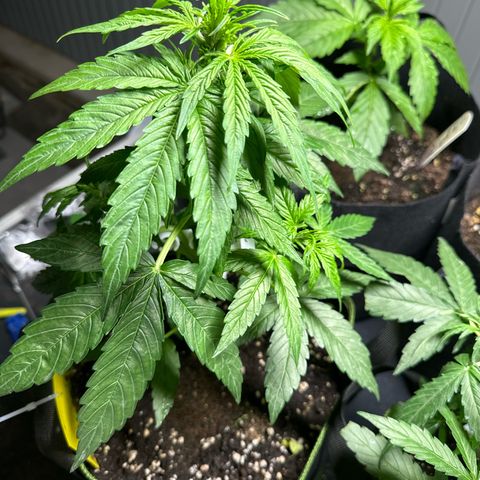Milkyway F1 #2 growlog timeline photo