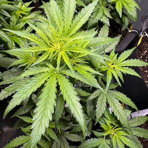 MilkyWayF1 growlog timeline photo