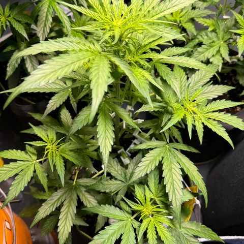 MilkyWayF1 growlog timeline photo