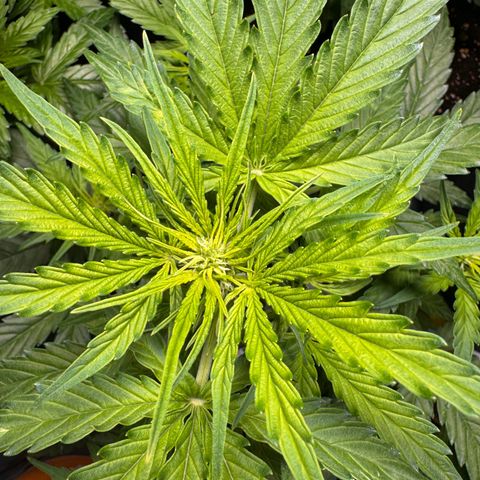 MilkyWayF1 growlog timeline photo