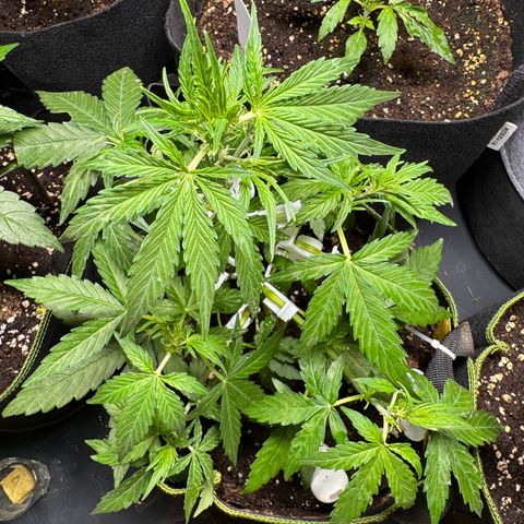 MilkyWayF1 growlog timeline photo