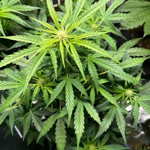MilkyWayF1 growlog timeline photo