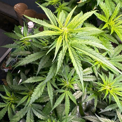 Milkyway F1 #2 growlog timeline photo