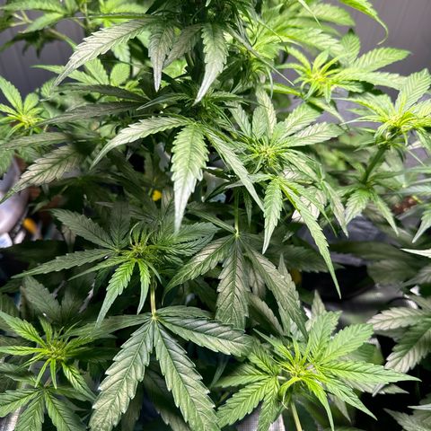 Milkyway F1 #2 growlog timeline photo