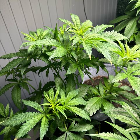 Special Queen #1 growlog timeline photo