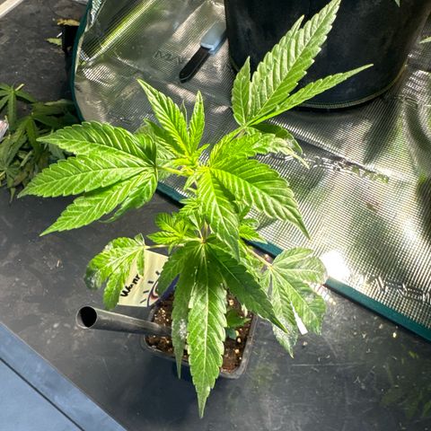 Wappa growlog timeline photo