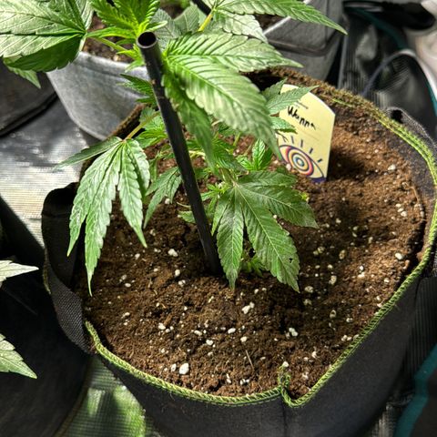 Wappa growlog timeline photo