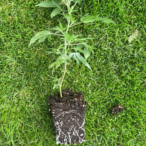 Wappa growlog timeline photo