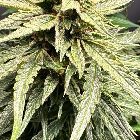 MilkyWayF1 growlog timeline photo