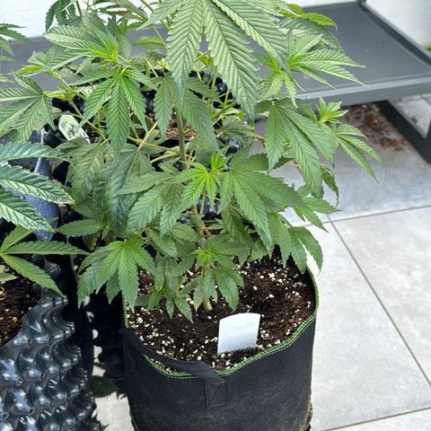 Wappa growlog timeline photo