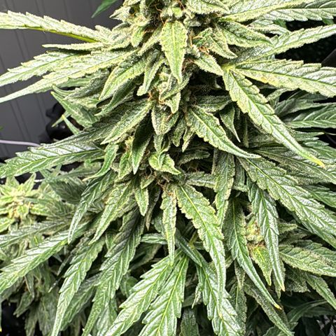 MilkyWayF1 growlog timeline photo