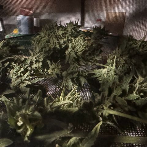MilkyWayF1 growlog timeline photo