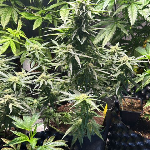 MilkyWayF1 growlog timeline photo