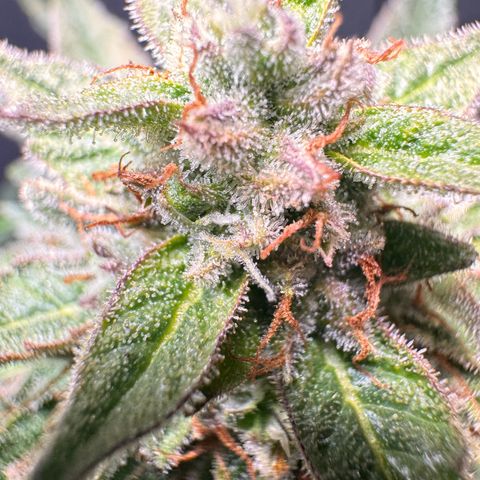 Milkyway F1 #2 growlog timeline photo