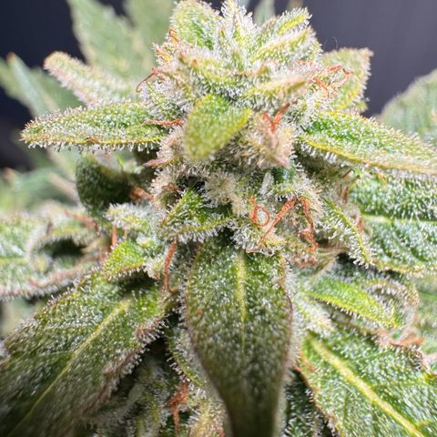 MilkyWayF1 growlog timeline photo