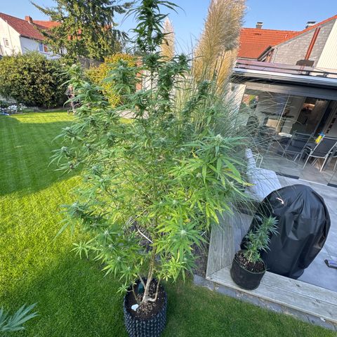 Special Queen #1 growlog timeline photo