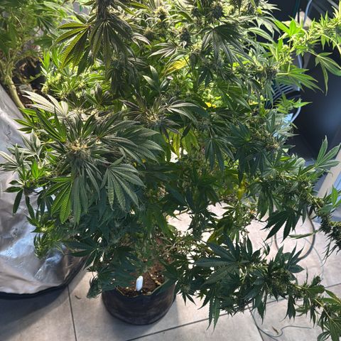 Wappa growlog timeline photo