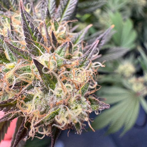Wappa growlog timeline photo