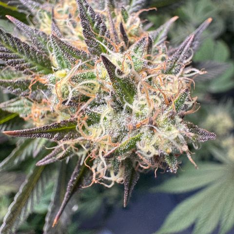 Wappa growlog timeline photo