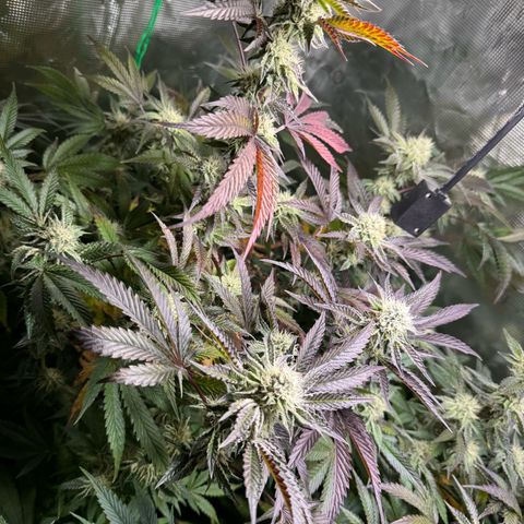 Wappa growlog timeline photo