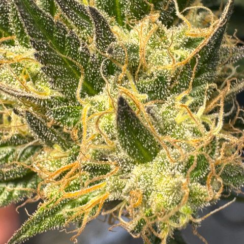 Wappa growlog timeline photo