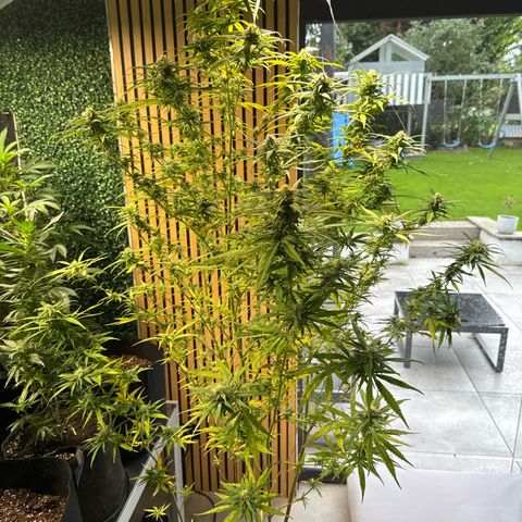 Special Queen #1 growlog timeline photo