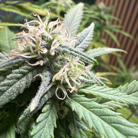 Special Queen #1 growlog timeline photo