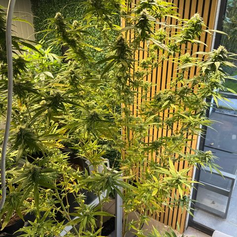 Special Queen #1 growlog timeline photo