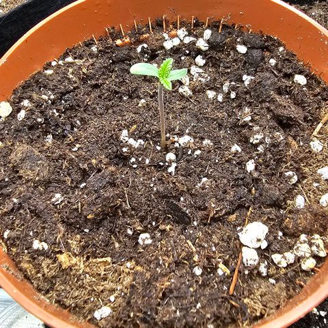 Papaya Zoap - Sweet Seeds growlog photo: 1 broto
