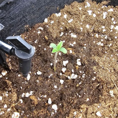 Black Muffin F1 - Sweet Seeds #1 growlog photo: 1 broto 