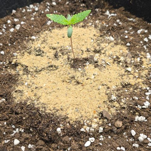 Papaya Zoap - Sweet Seeds growlog photo: Adicionados 60g de Bio Grow