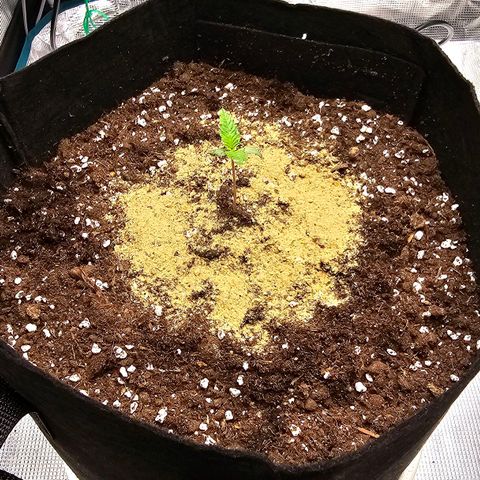 Black Muffin F1 - Sweet Seeds #1 growlog photo: Adicionados 60g de Bio Grow