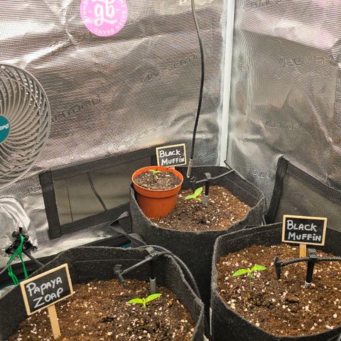 Black Muffin F1 - Sweet Seeds #1 growlog photo: Saudáveis como nunca