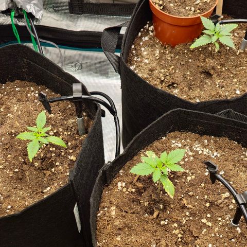 Papaya Zoap - Sweet Seeds growlog photo: Nota a ser lembrada: Cuidar com quantidade de agua na rega inicial para evitar um possível sufocamento. 