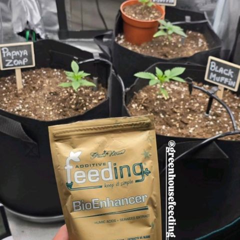 Papaya Zoap - Sweet Seeds growlog timeline photo