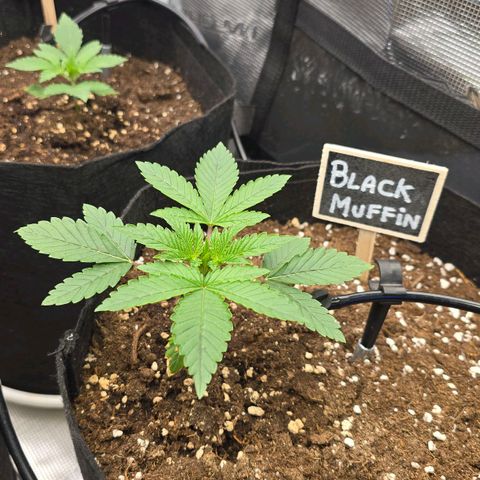 Papaya Zoap - Sweet Seeds growlog timeline photo