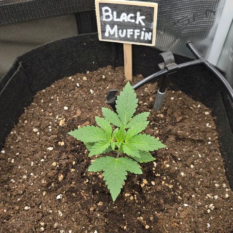 Papaya Zoap - Sweet Seeds growlog timeline photo