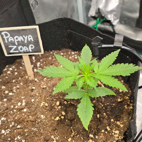 Papaya Zoap - Sweet Seeds growlog timeline photo