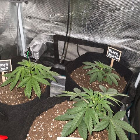 Papaya Zoap - Sweet Seeds growlog photo: Hora da soneca zzz