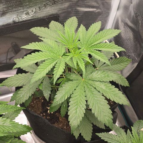 Black Muffin F1 - Sweet Seeds #1 growlog timeline photo